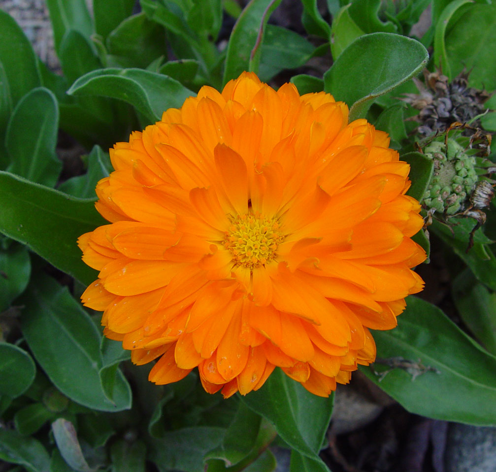 Orange Flower 3