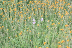 IMG_4663.JPG