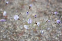 IMG_4685.JPG