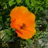 Honeybee in Poppy