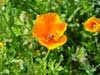 Honeybees in Poppies