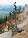 Bristlecone Pine