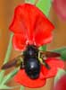 Bumblebee in Sweet Pea