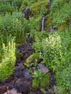 Stream near Mazama Village Crater Lake