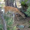 White-tailed deer Devils Tower