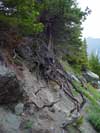 exposed roots Glacier NP