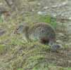 Columbian Ground Squirrel Glacier NP