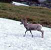 Bighorn sheep Glacier NP