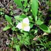 Trillium Glacier NP