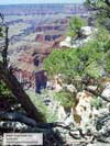 Along the Bright Angel Point trail looking down