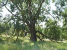 Old Oak tree