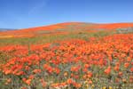 Poppy Preserve