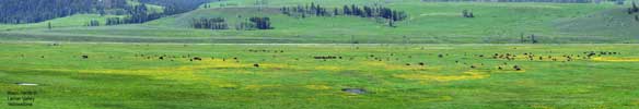 Lamar Valley Bison Yellowstone