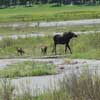 Moose cow + 2 calves Yellowstone