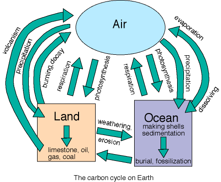 Carbon Cycle Flow Chart