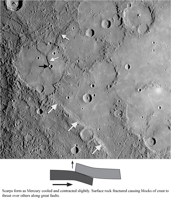 Mercury scarps and wrinkle ridges